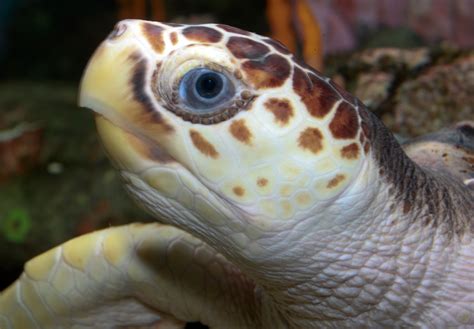 Throughout the entire ocean, there are only 7 living species of sea turtles. . Loggerhead sea turtle scientific name